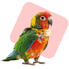 Collection image for: Birds