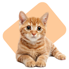Collection image for: Cats