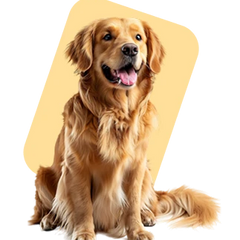Collection image for: Dogs
