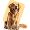 Dogs