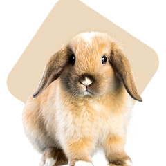 Collection image for: Small Pets