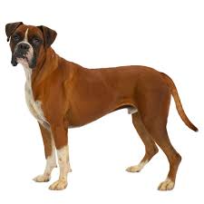 Collection image for: Boxer