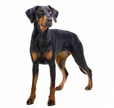 Collection image for: Doberman