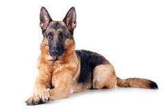 Collection image for: German Shepherd