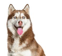 Collection image for: Husky