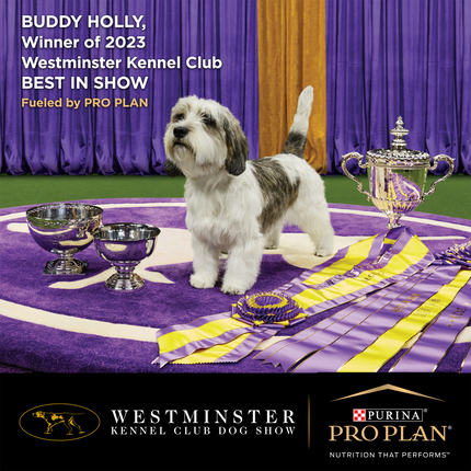 Pro Plan Chicken Large Breed Adult Dog Dry Food (New Improved Formula) (Limited Shelf Life)
