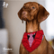 Lana Paws Applique Work Tuxedo Adjustable Dog Bandana-Red