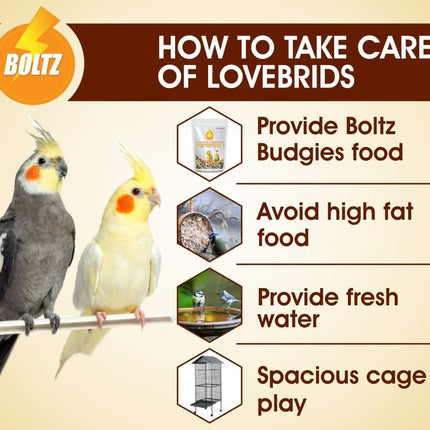 Boltz Cockatiel & Lovebird Food