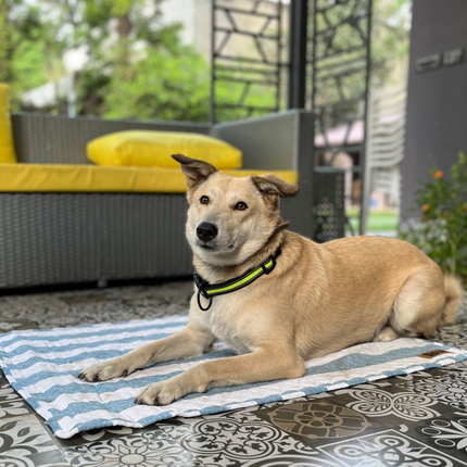 Petter World Multipurpose Breathable Summer Mat for Dogs (Blue Stripes)