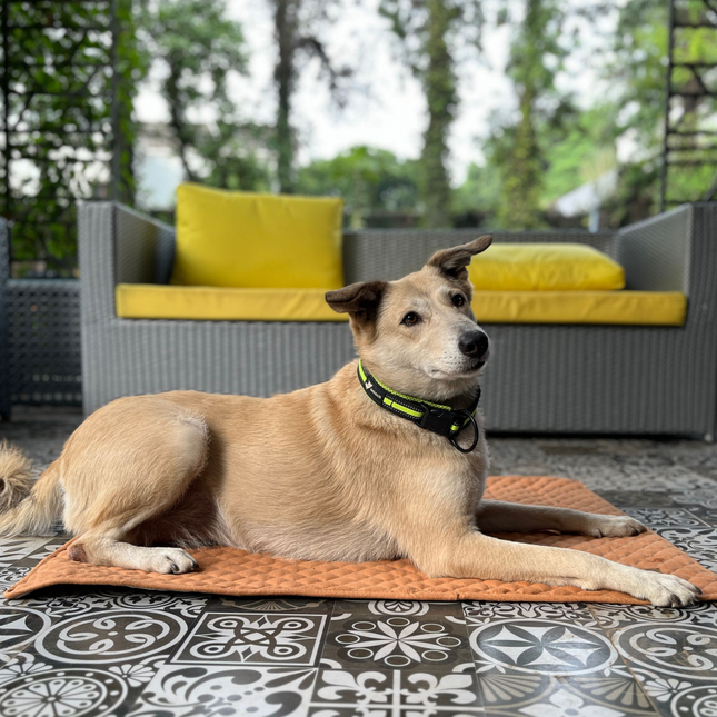 Petter World Multipurpose Breathable Summer Mat for Dogs (Earthy Brown)