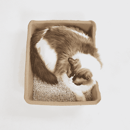 Fofos Disposable Litter Box for Cats (Beige)