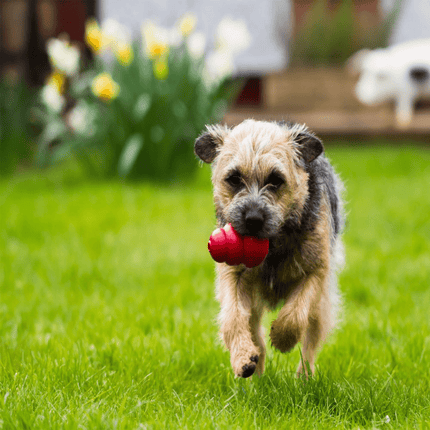 Kong Classic Toy for Dogs (Red) | For Aggressive Chewers