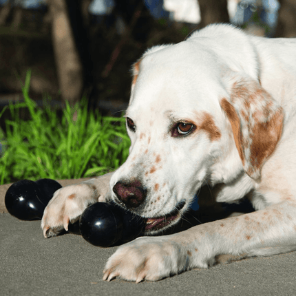 Kong Extreme Goodie Bone Toy for Dogs (Black) | For Aggressive Chewers