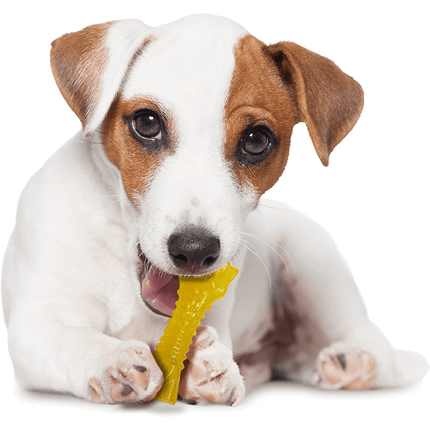 Nylabone Puppy Teething Lamb and Apple Flavoured Chew Bone Toy for Dogs (Yellow)