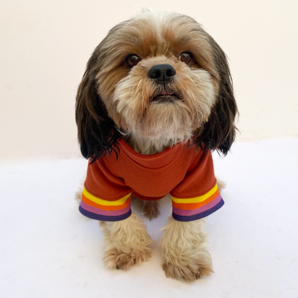 Pawgypets Smiley Sweatshirt for Dogs and Cats (Rust)