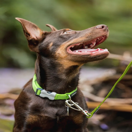 Red Dingo Classic Collar for Dogs (Lime Green)