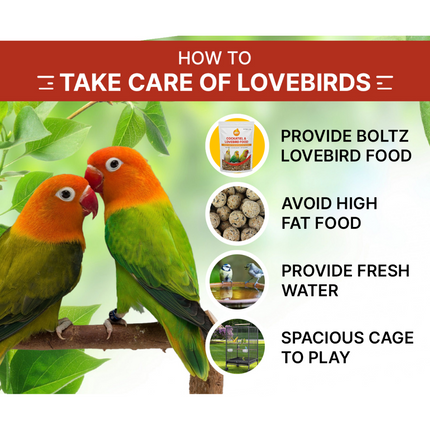 Boltz Mixed Seeds Adult Bird Food for Cockatiel and Lovebirds