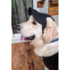 Collection image for: Dog Caps