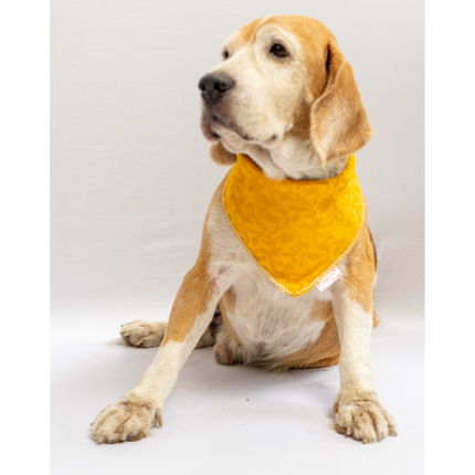 Pawgypets Occasion Wear Bandana for Dogs and Cats (Yellow)