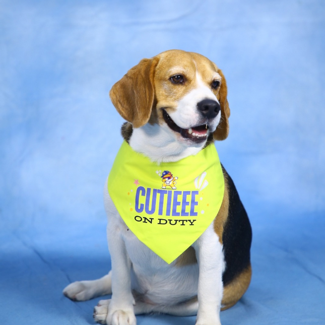 Dogobow Cutie on Duty Bandana for Dogs (Yellow)