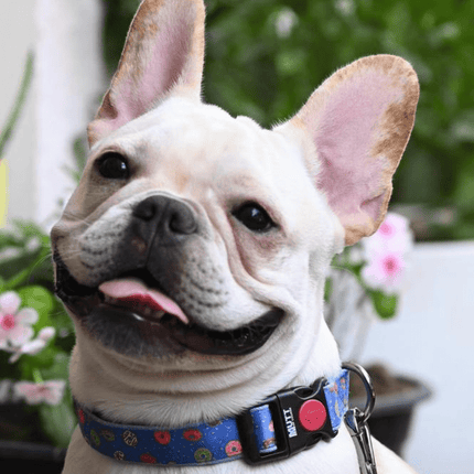 Mutt of Course Raining Donuts Collar for Dogs