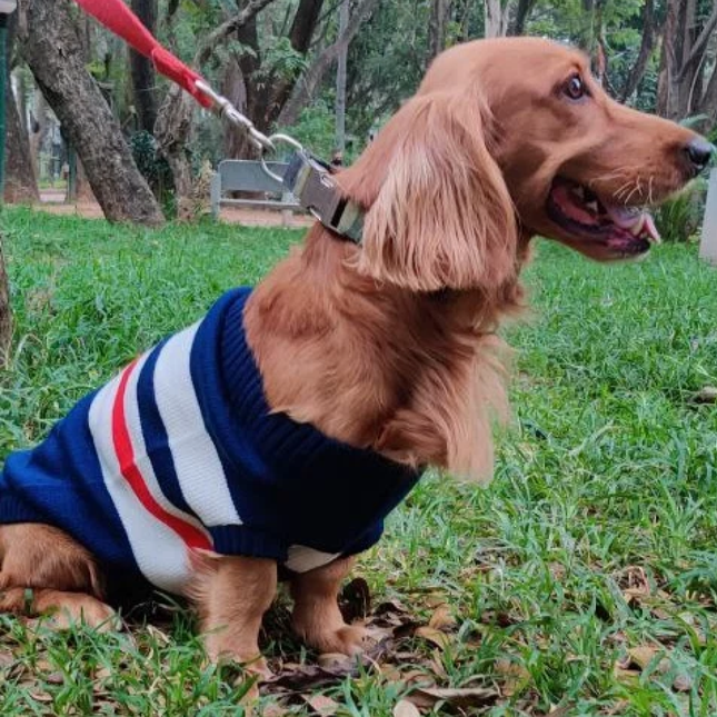 Pet Snugs Stripes Sweaters For Dogs - Blue White & Red