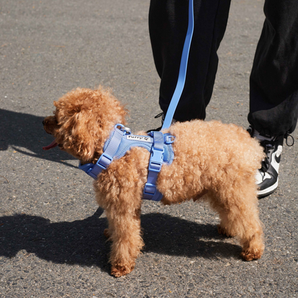 Furry & Co Weatherproof Leash for Dogs (Everest Blue)
