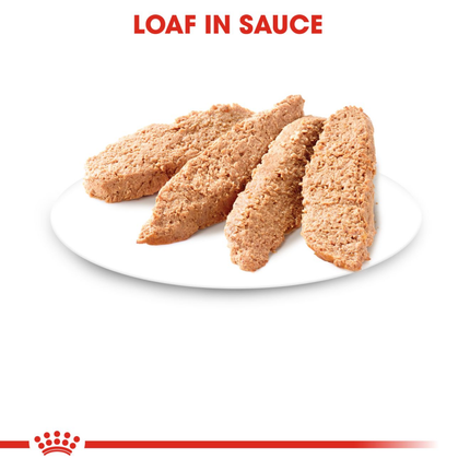 Royal Canin Kitten Jelly and Kitten Loaf Cat Wet Food Combo