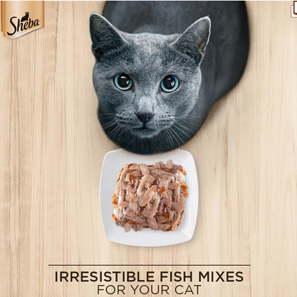 Sheba Fish with Sasami Premium Cat Wet Food and Sheba Chicken Flavour Irresistible All Life Stage Cat Dry Food Combo