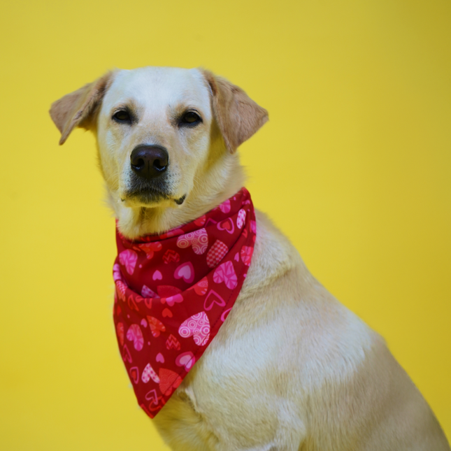 Skatrs Heart Printed Bandana for Dogs and Cats (Red)