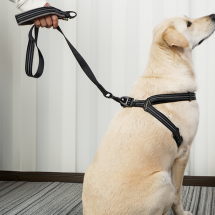 Skatrs Adventure in Style & Comfort Eclipse Leash for Dogs and Cats (Black)