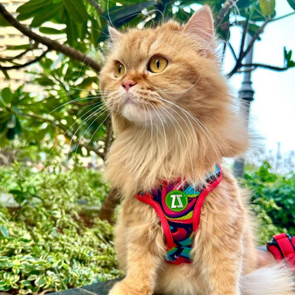 Zoomiez Adjustable Drip Printed Soft Mesh Harness for Cats