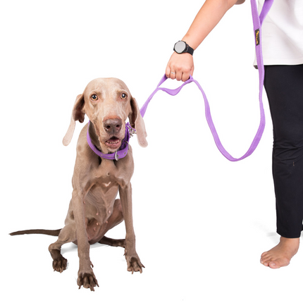 Let's Wag Double Handle Fabric Leash for Dogs (Purple)
