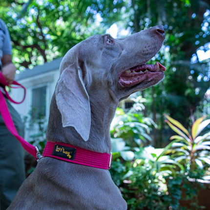 Let's Wag Double Handle Fabric Leash for Dogs (Pink)