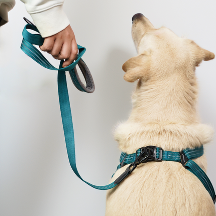 Skatrs Adventure in Style & Comfort Ocean Wave Leash for Dogs and Cats (Blue)