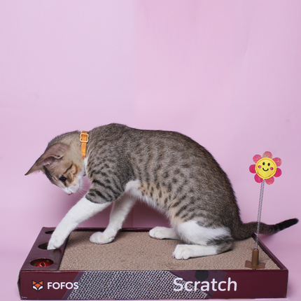 Fofos Rock & Roll Play Box Toys for Cats
